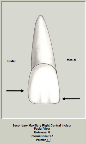 Ext Morph Mx Central Labial 1.png